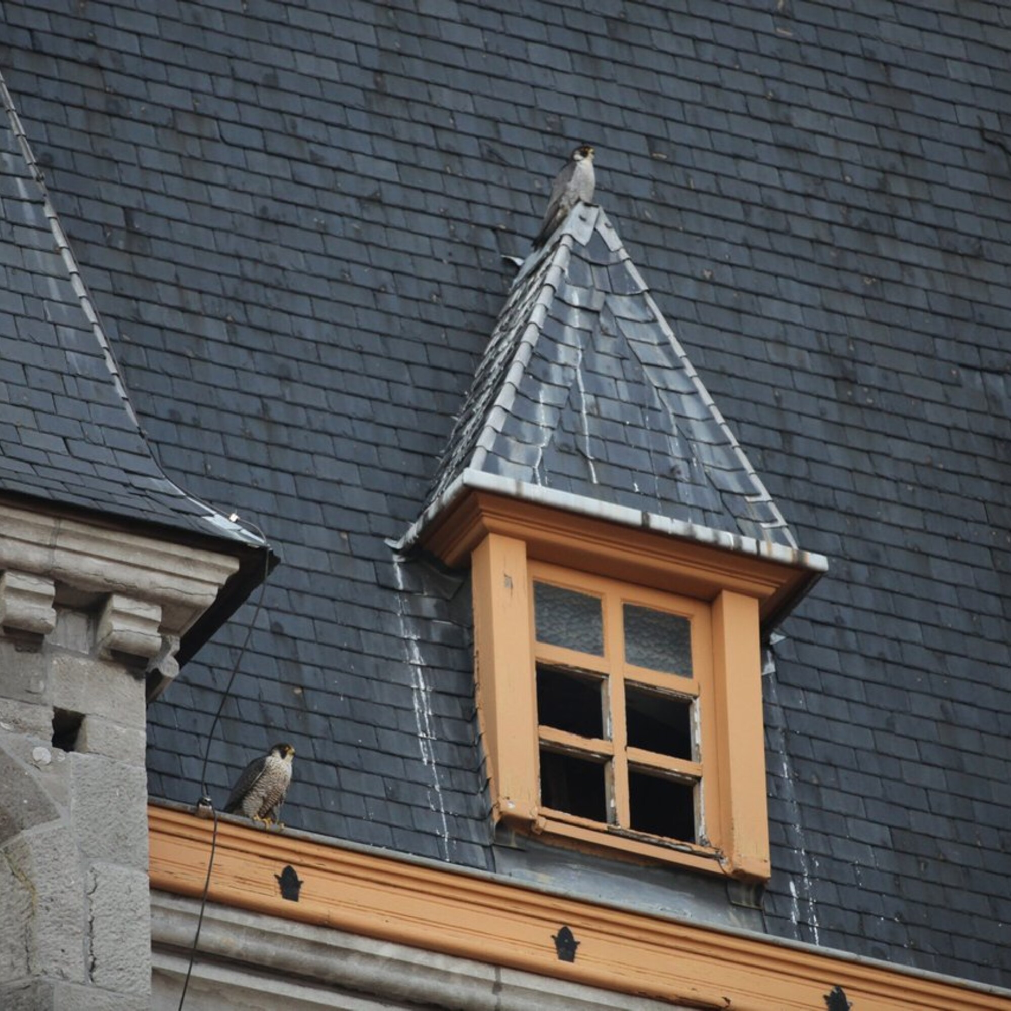 Le miracle de Saint Antoine Faucons pour tous 2024