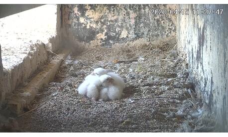 Les 4 fauconneaux nouveau-nés sont blottis les uns contre les autres.