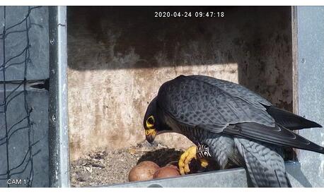 le mâle Pèlerin de Woluwe-Saint-Pierre est éclos à Etterbeek en 2012