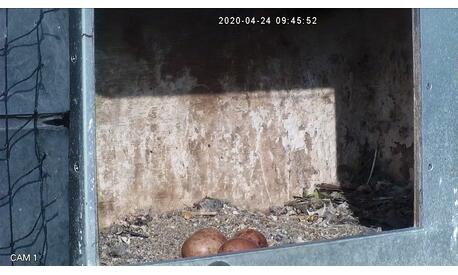 la femelle de Woluwe-Saint-Pierre a pondu 4 œufs ce printemps 