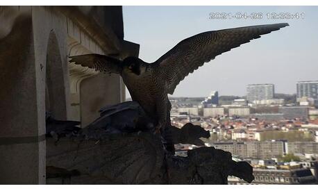 Cathédrale, 26/04/2021, la femelle vient d’arriver avec un pigeon.