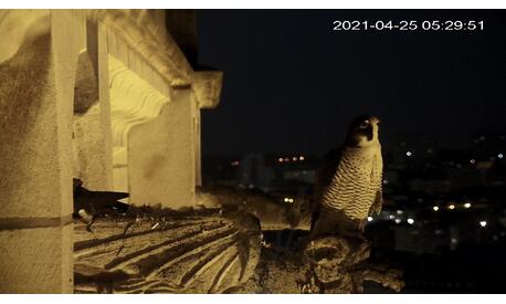 Cathédrale, 25/04/2021, le mâle guette le ciel à la recherche d’un migrateur nocturne. Il capture ainsi régulièrement des Fauvettes à tête noire en migration nocturne.