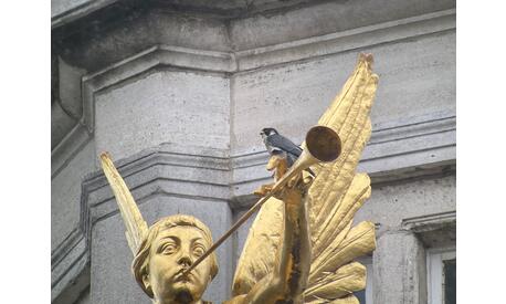 Photo 1. Le mâle Pèlerin posé sur une des magnifiques statues qui ornent l’Hôtel de Ville de Saint Gilles. (photo DV)